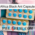 Africa Black Ant Capsule new08